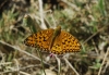 Argynnis aglaja