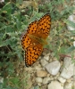 Argynnis aglaja