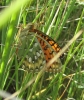 Argynnis aglaja