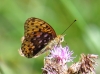 Argynnis aglaja