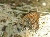 Argynnis aglaja