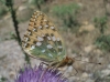 Argynnis aglaja