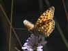 Argynnis aglaja