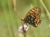 Argynnis aglaja