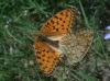Argynnis niobe