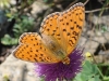 Argynnis niobe