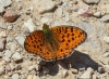 Argynnis niobe