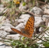 Argynnis niobe