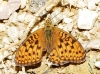 Argynnis niobe