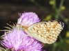 Argynnis niobe