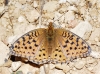 Argynnis niobe
