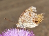 Argynnis niobe