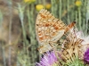 Argynnis niobe
