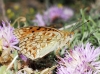 Argynnis niobe
