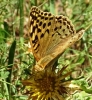 Argynnis pandora