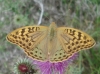 Argynnis pandora