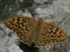 Argynnis pandora