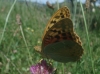 Argynnis pandora