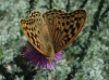 Argynnis pandora