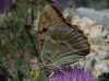 Argynnis pandora