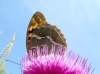 Argynnis pandora