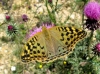 Argynnis pandora