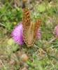 Argynnis pandora