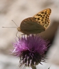 Argynnis pandora