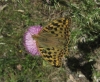 Argynnis pandora