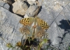 Argynnis pandora