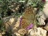 Argynnis pandora