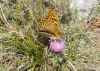 Argynnis pandora