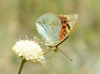 Argynnis pandora