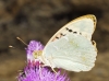 Argynnis pandora