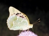 Argynnis pandora