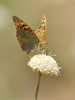 Argynnis pandora