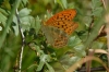 Argynnis paphia