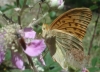 Argynnis paphia