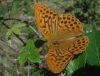 Argynnis paphia