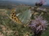 Argynnis paphia