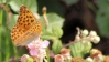 Argynnis paphia