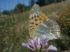 Argynnis paphia