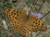 Argynnis paphia