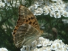 Argynnis paphia