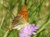 Argynnis paphia