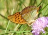 Argynnis paphia