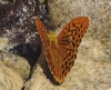 Argynnis paphia