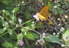 Argynnis paphia