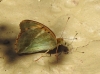 Argynnis paphia