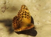 Argynnis paphia